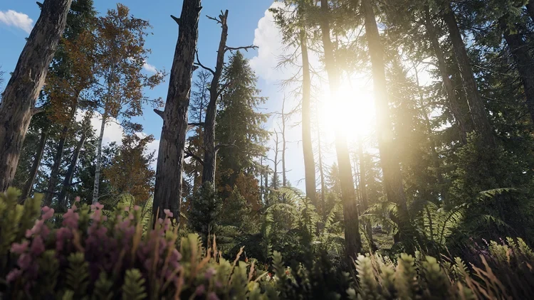Хвойный лес в Rust